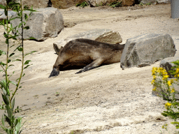 California Sea Lion at the Safaripark Beekse Bergen