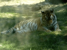 Siberian Tiger at the Safaripark Beekse Bergen