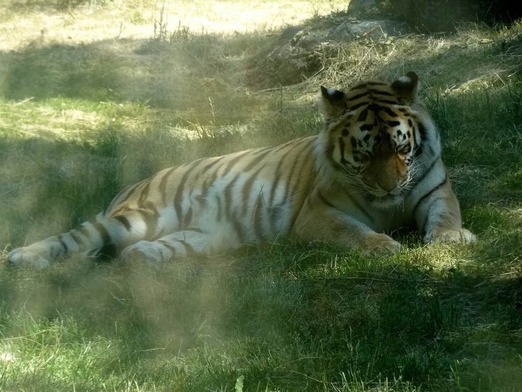 Siberian Tiger at the Safaripark Beekse Bergen