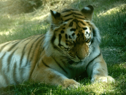 Siberian Tiger at the Safaripark Beekse Bergen