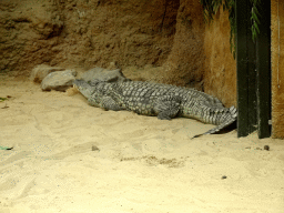Nile Crodocile at the Hippopotamus and Crocodile enclosure at the Safaripark Beekse Bergen