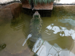 Nile Crodocile at the Hippopotamus and Crocodile enclosure at the Safaripark Beekse Bergen