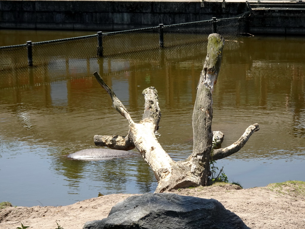 Hippopotamus at the Safaripark Beekse Bergen, viewed from the Kongo restaurant