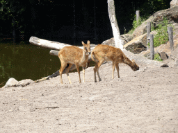 Sitatungas at the Safaripark Beekse Bergen