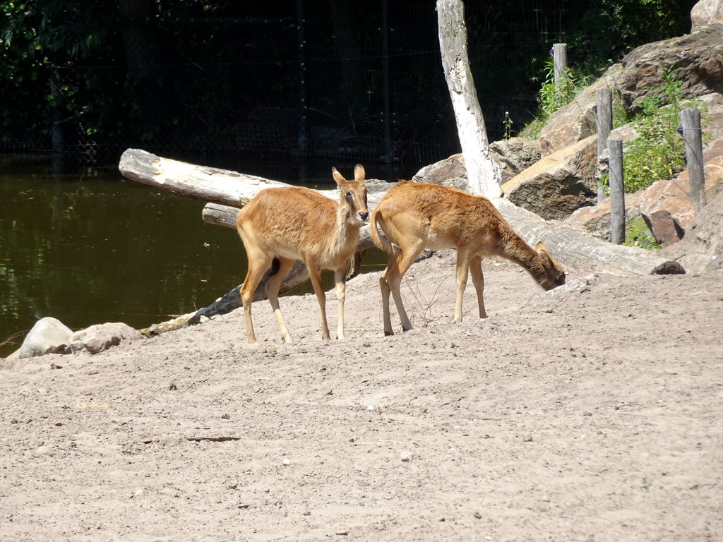 Sitatungas at the Safaripark Beekse Bergen