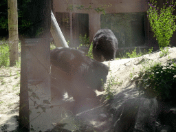 Sloth Bears at the Safaripark Beekse Bergen