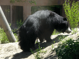 Sloth Bear at the Safaripark Beekse Bergen