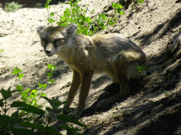 Corsac Fox at the Safaripark Beekse Bergen