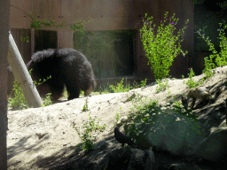 Sloth Bears and Corsac Fox at the Safaripark Beekse Bergen