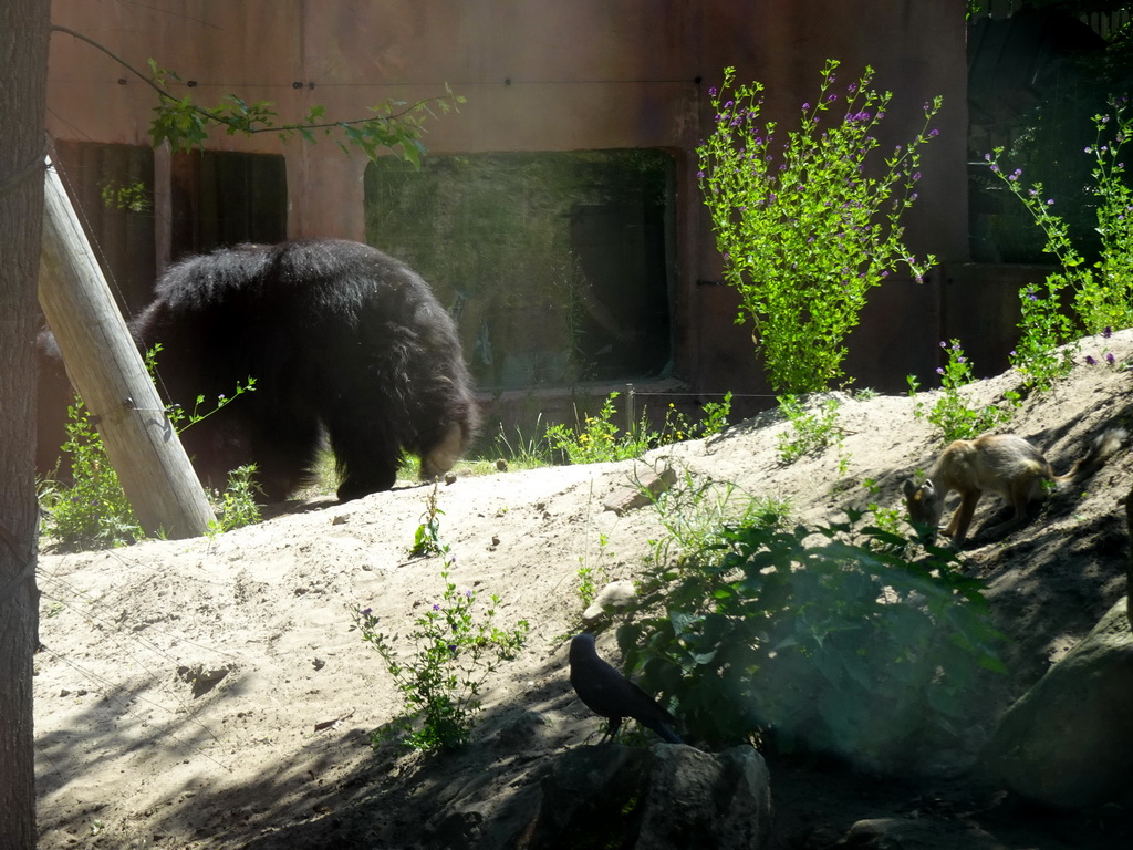 Sloth Bears and Corsac Fox at the Safaripark Beekse Bergen