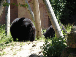 Sloth Bear at the Safaripark Beekse Bergen