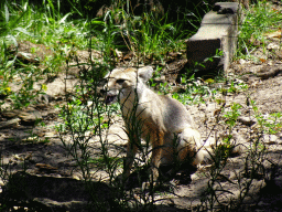 Corsac Fox at the Safaripark Beekse Bergen