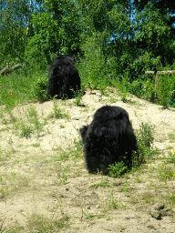 Sloth Bears at the Safaripark Beekse Bergen