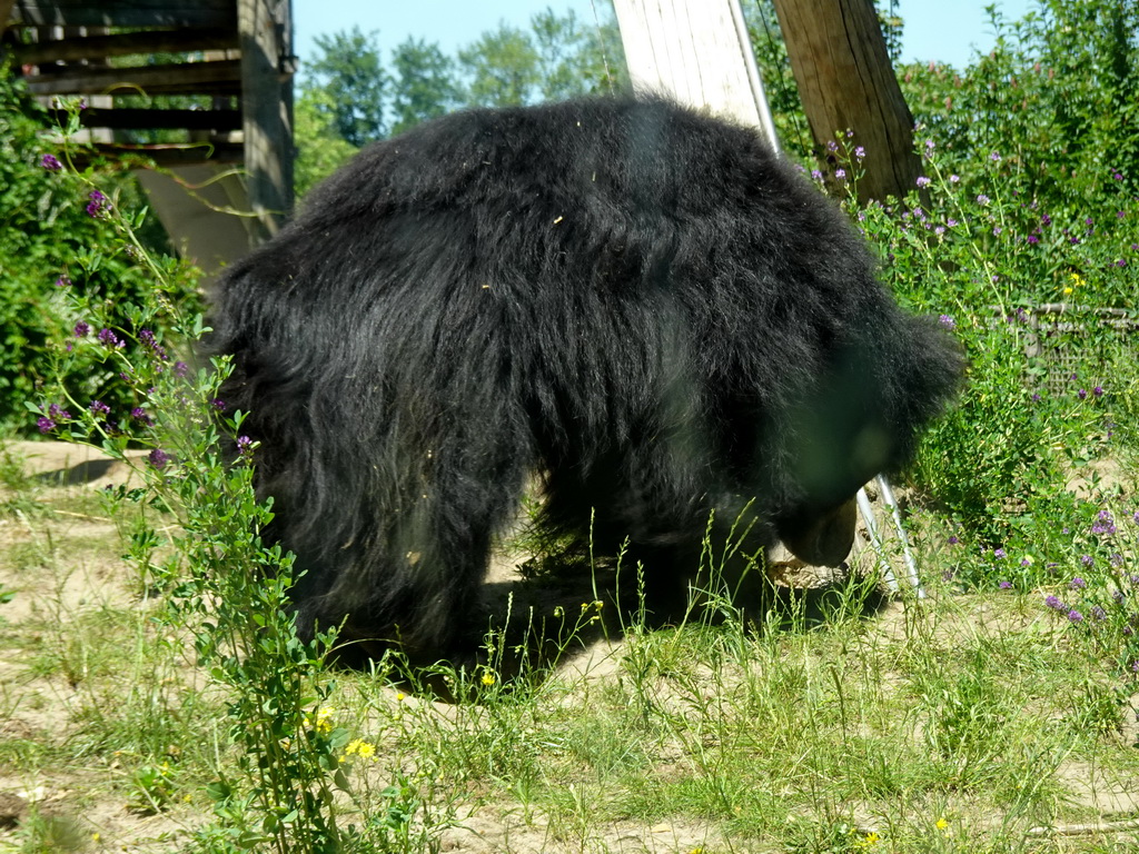 Sloth Bear at the Safaripark Beekse Bergen