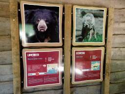 Explanation on the Sloth Bear and the Corsac Fox at the Safaripark Beekse Bergen