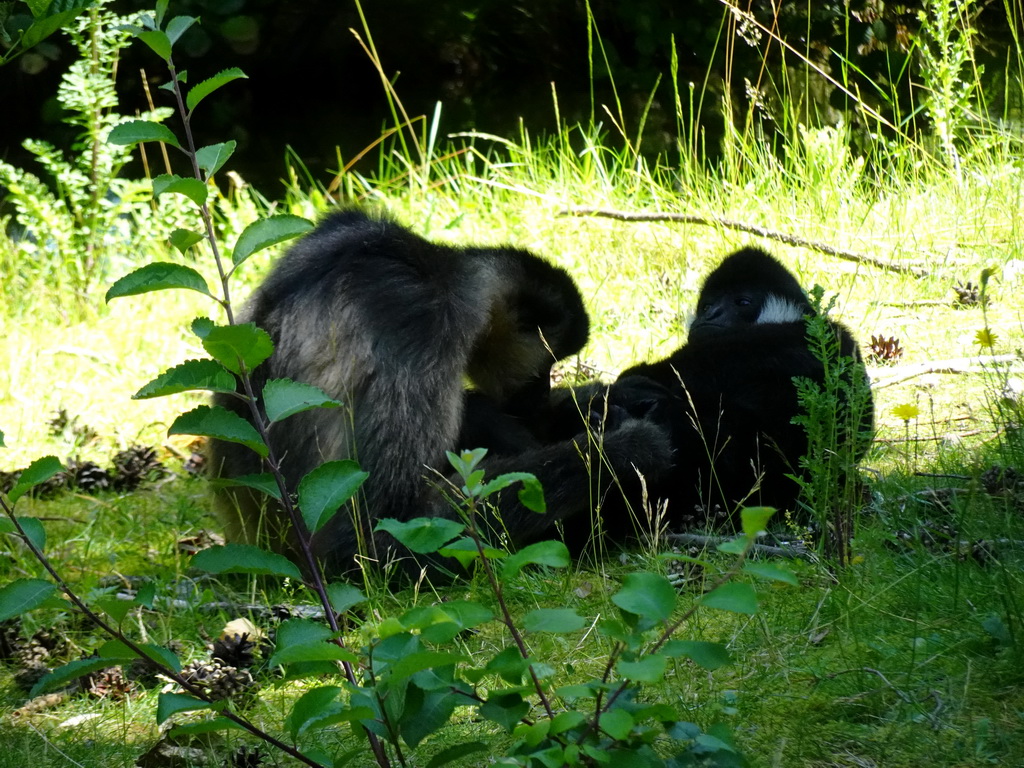 Northern White-cheeked Gibbons at the Safaripark Beekse Bergen