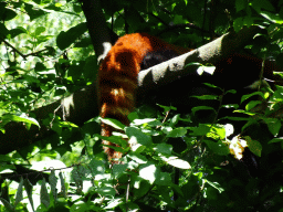Red Panda at the Safaripark Beekse Bergen