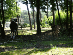 Okapi and Nyalas at the Safaripark Beekse Bergen