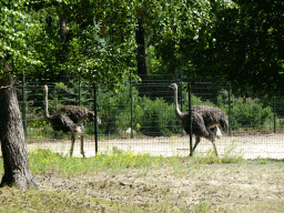 Ostriches at the Safaripark Beekse Bergen