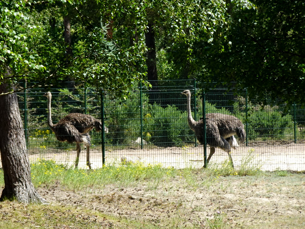 Ostriches at the Safaripark Beekse Bergen