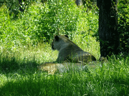 Lions at the Safaripark Beekse Bergen