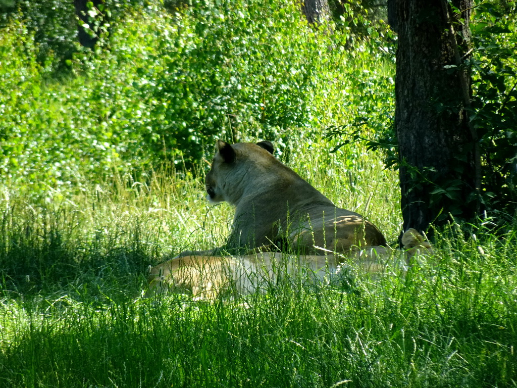 Lions at the Safaripark Beekse Bergen