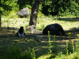 Gorilla and Black-and-white Colobus at the Safaripark Beekse Bergen