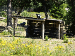 Gorillas and Black-and-white Colobus at the Safaripark Beekse Bergen