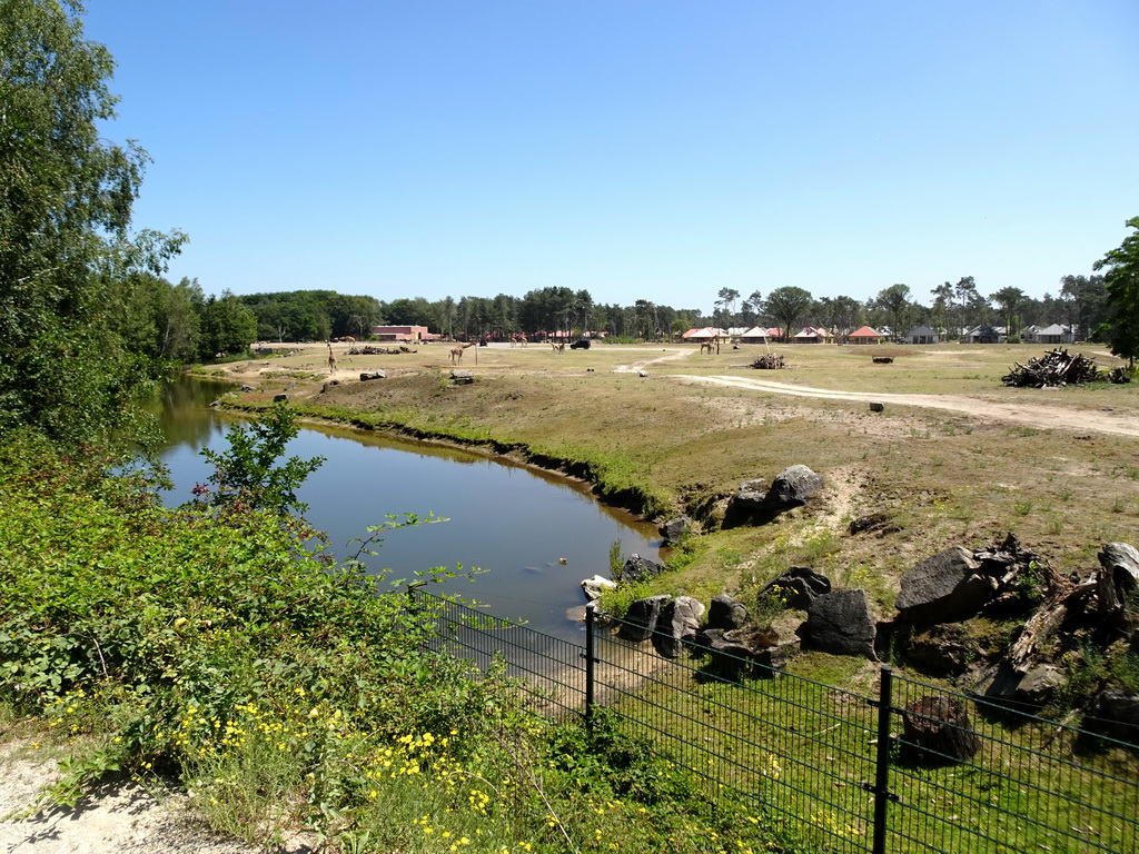 Rothschild`s Giraffes and holiday homes of the Safari Resort at the Safaripark Beekse Bergen