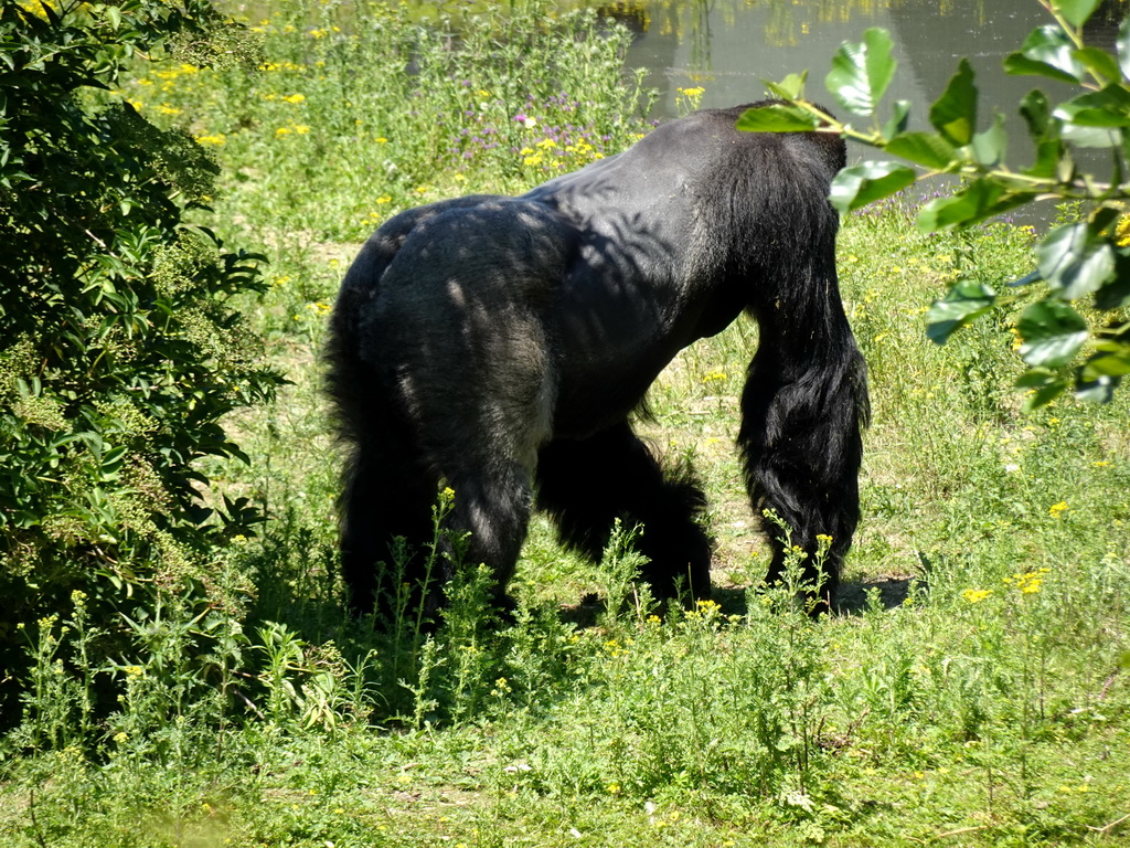 Gorilla at the Safaripark Beekse Bergen