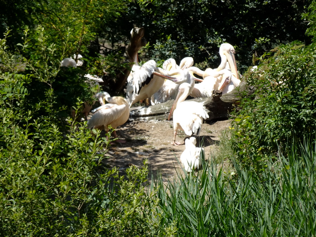 Great White Pelicans at the Safaripark Beekse Bergen