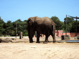 African Elephant at the Safaripark Beekse Bergen