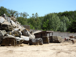 Hamadryas Baboons at the Safaripark Beekse Bergen