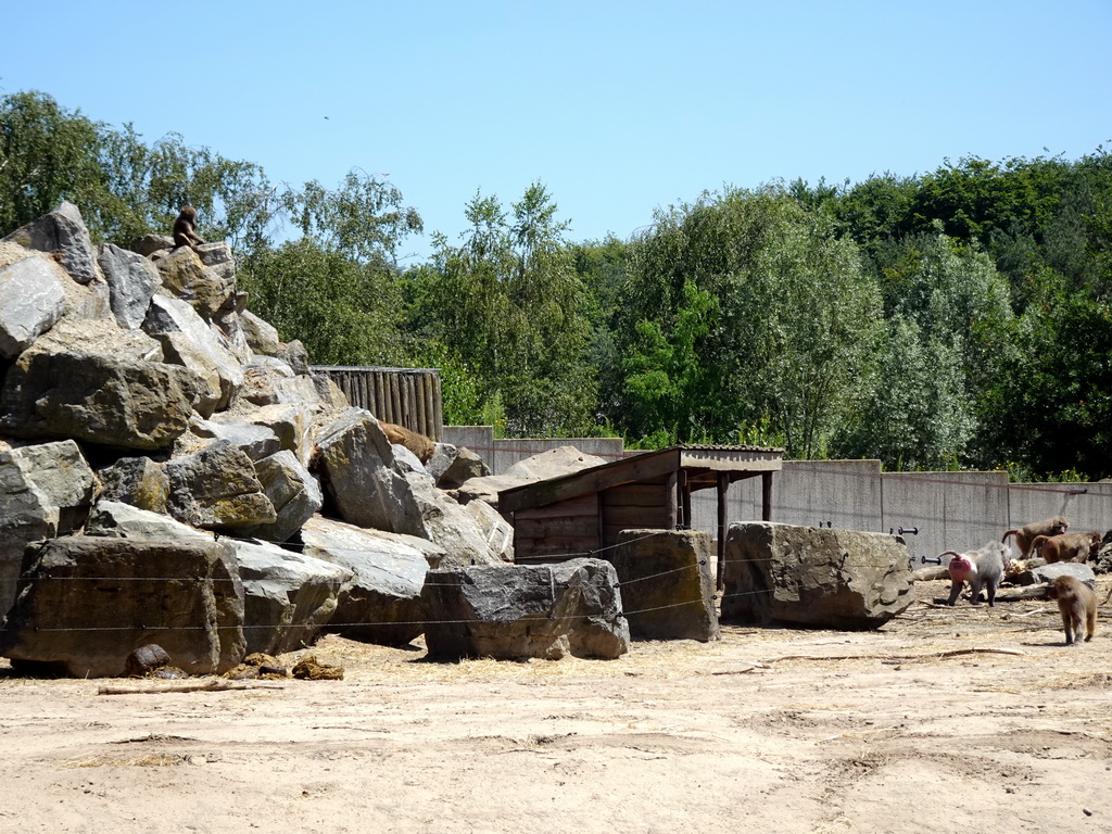 Hamadryas Baboons at the Safaripark Beekse Bergen