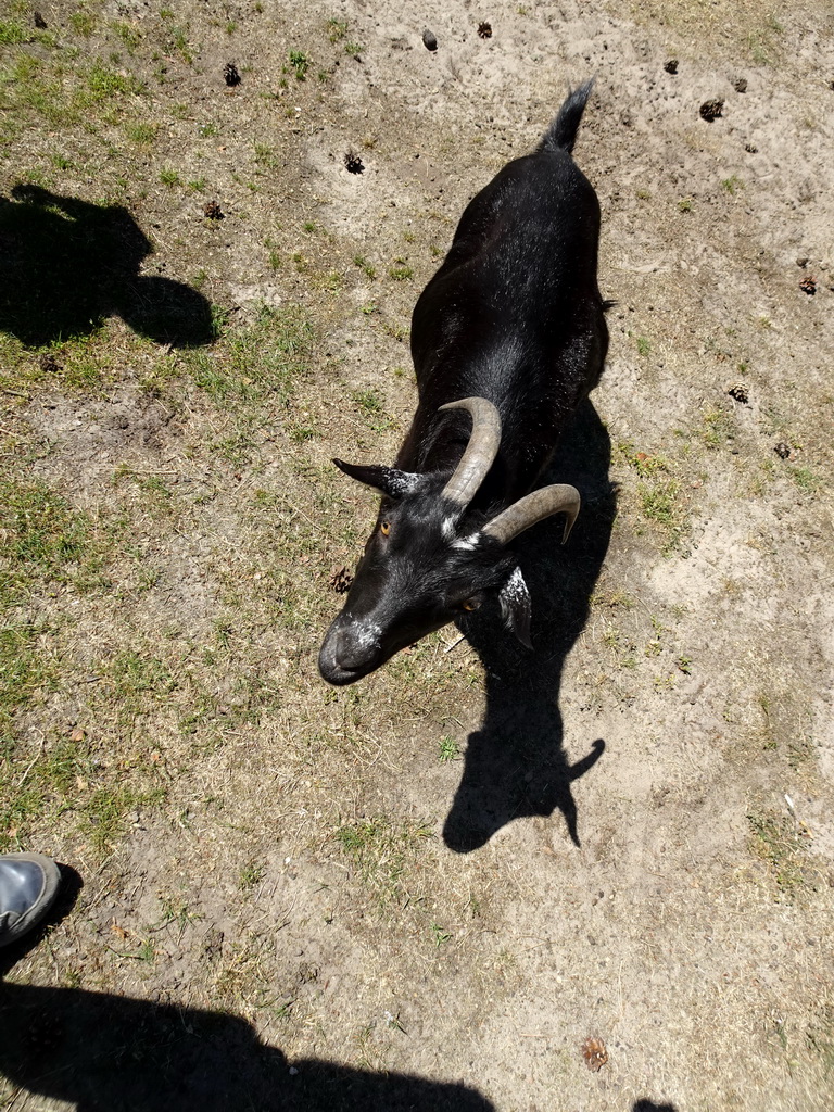 Goat at the Petting Zoo at the Afrikadorp village at the Safaripark Beekse Bergen