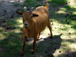 Goat at the Petting Zoo at the Afrikadorp village at the Safaripark Beekse Bergen