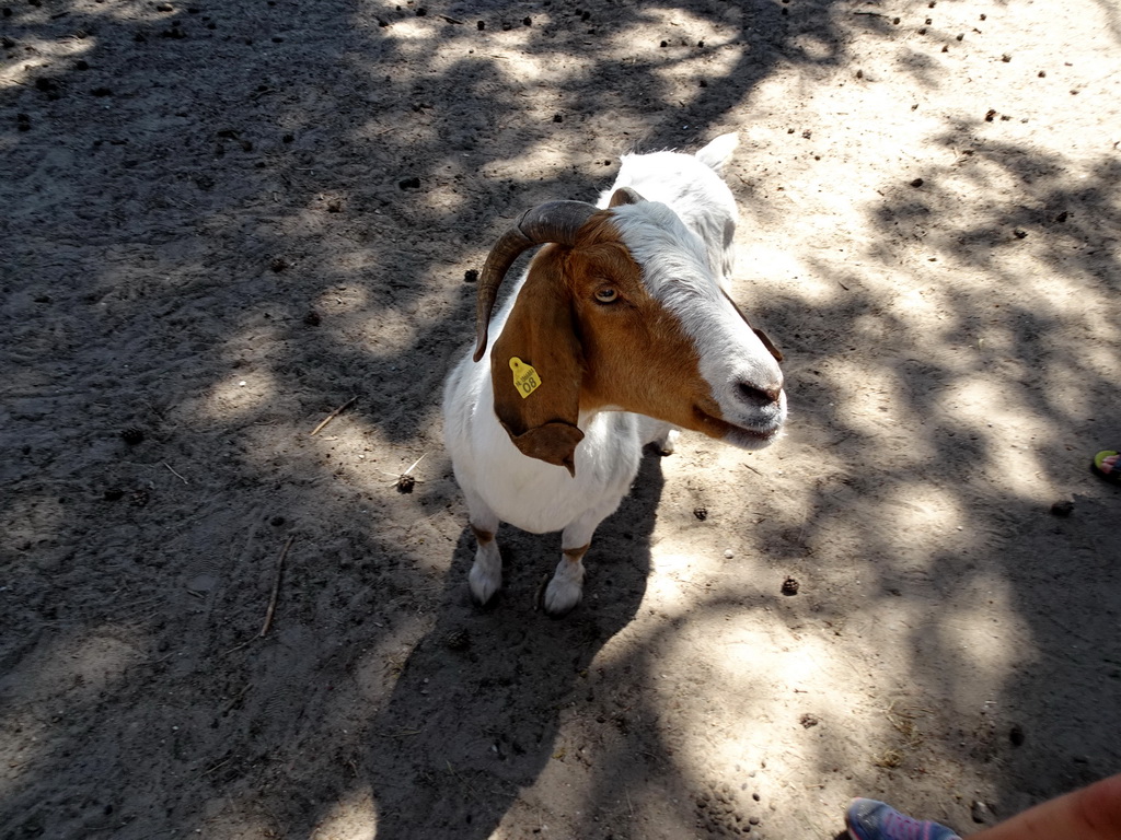 Goat at the Petting Zoo at the Afrikadorp village at the Safaripark Beekse Bergen