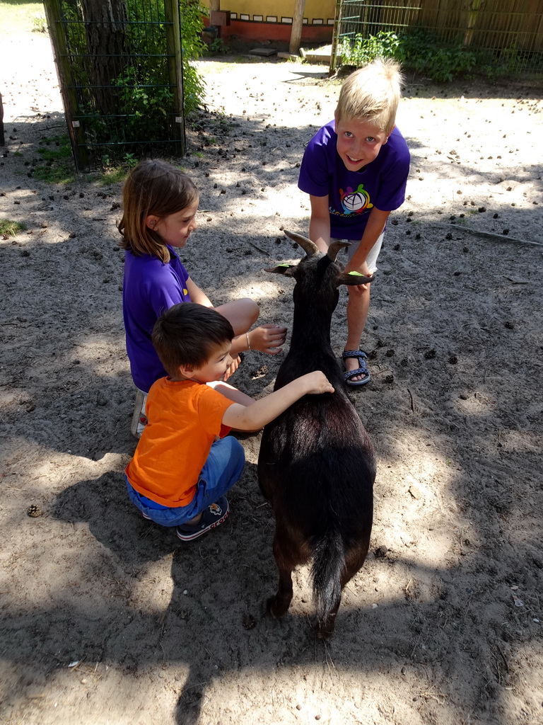 Max with a Goat at the Petting Zoo at the Afrikadorp village at the Safaripark Beekse Bergen