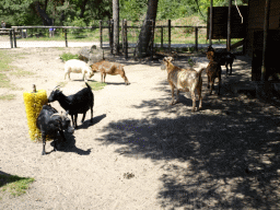 Goat at the Petting Zoo at the Afrikadorp village at the Safaripark Beekse Bergen