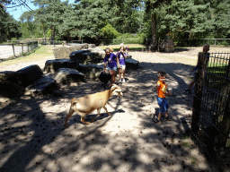 Max with Goats at the Petting Zoo at the Afrikadorp village at the Safaripark Beekse Bergen