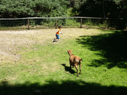 Max with a Goat at the Petting Zoo at the Afrikadorp village at the Safaripark Beekse Bergen