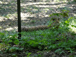 Cheetah at the Safaripark Beekse Bergen