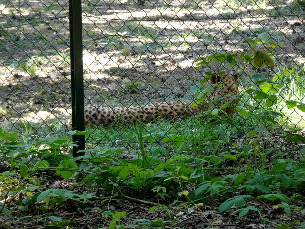 Cheetah at the Safaripark Beekse Bergen