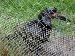 Hornbill at the Safaripark Beekse Bergen