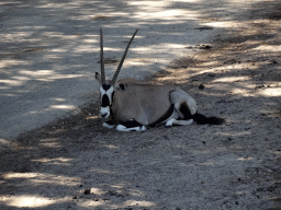 South African Oryx at the Safaripark Beekse Bergen