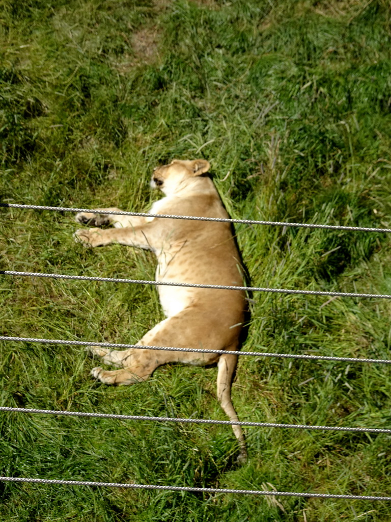 Lion at the Safaripark Beekse Bergen