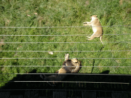 Lions at the Safaripark Beekse Bergen