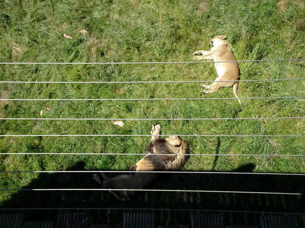 Lions at the Safaripark Beekse Bergen