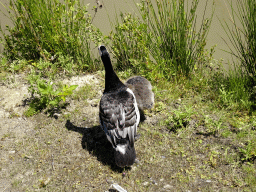 Geese at the Safaripark Beekse Bergen