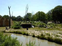 Gorillas at the Safaripark Beekse Bergen